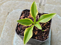 /album/fotogalerie-nabidka/hosta-woodland-elf-20260517-165944-jpg/